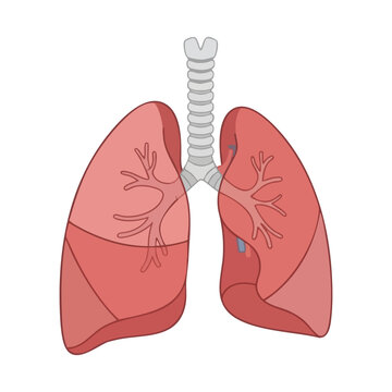 Human Lungs with Trachea and Bronchial Tree Illustration