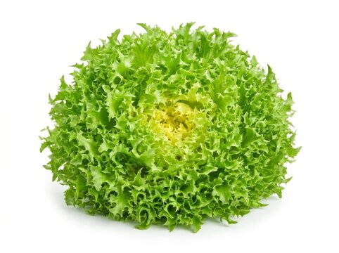 Fresh head of green frisee curly endive lettuce isolated on white background