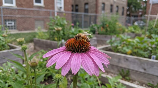Bee Visiting Flower in Small Urban Community Garden