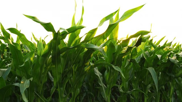Green cornfield swaying in the wind isolated on a white background with a bright sun flare appearing and disappearing