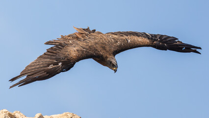 Fototapeta premium Aigle royal en plein vol plané, les ailes largement déployées dans un ciel bleu dégagé. Cette majestueuse scène de rapace met en valeur la puissance, l’envergure et les détails du plumage de l’oiseau.