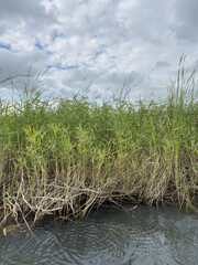 Obraz premium Lush Green Marshland Vegetation Against a Cloudy Sky Over Calm Water with Reflections of Nature's Beauty and Abundant Plant Life in a Natural Habitat
