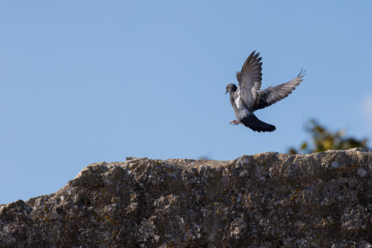 Pigeon en plein atterrissage sur un ancien mur de pierre, les ailes largement d&eacute;ploy&eacute;es dans le ciel bleu. 