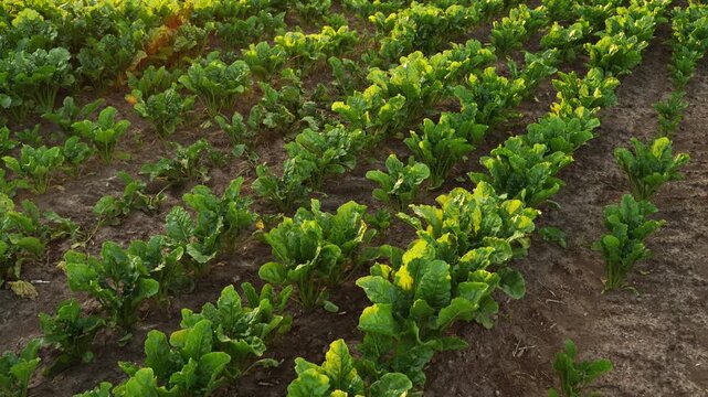 Agricultural field with young sugar beet plants growing in rows during a beautiful sunset with a gentle camera movement