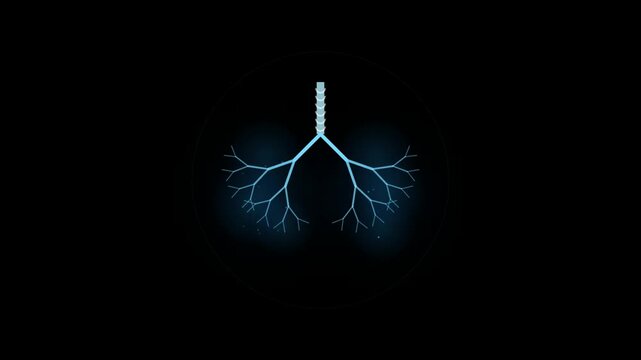 Medical animation showing human lungs with bronchi and respiratory system anatomy in glowing blue biology health science body breathing bronchial tree pulmonary oxygen airway chest organ 3d graphic
