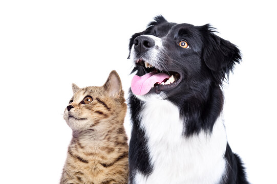 Portrait of a Scottish Straight kitten and a Border Collie dog looking up, closeup, isolated on white background