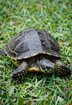 Longevity and patience concept, small turtle walking on green grass in nature, wildlife conservation and slow pace of life in a natural environment