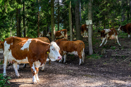 Mucche nel bosco