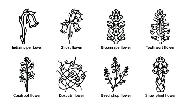 Various Unusual Flowers and Plants: A collection of eight line drawings showcasing unique and uncommon flora, including Indian pipe flower, ghost flower, broomrape flower, toothwort flower.