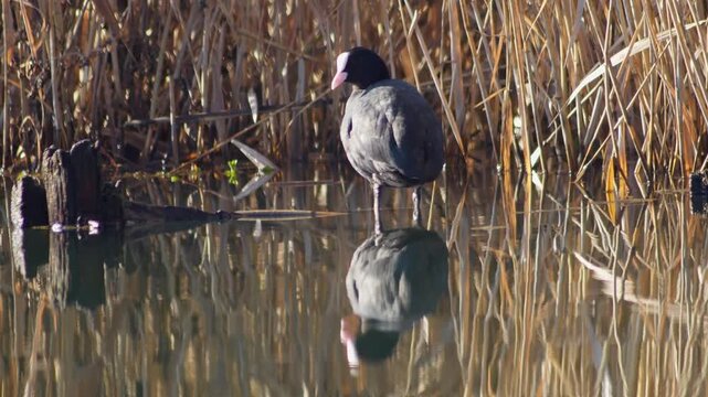 Eurasian Coot preening feathers in pond, basking in warm winter sun, waterbird grooming behavior, 4K wildlife footage, Germany
