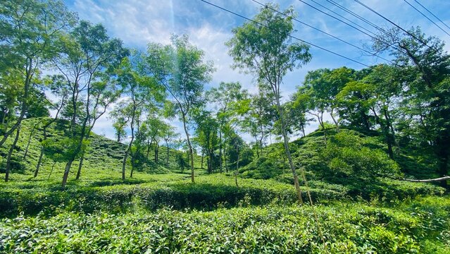 Lush Green Tea Estate Garden in Sylhet Bangladesh Under Blue Sky