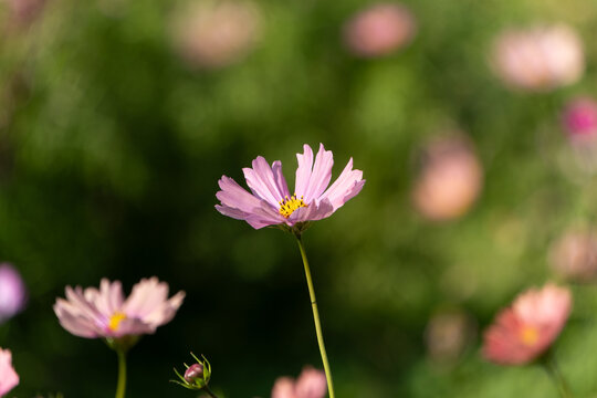Close Up Pink Cosmos Flower Blooming in Autumn Garden with Green Copy Space Background