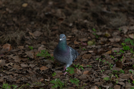 A Pigeon Walking on Fallen Leaves in Autumn Park with Copy Space