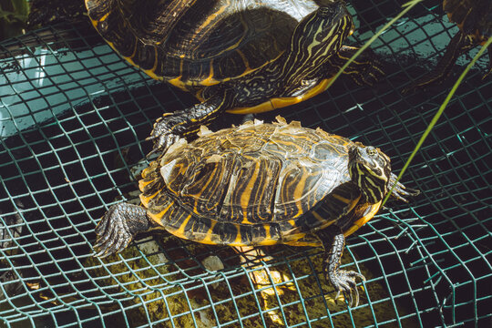 Pond Slider Turtles Basking on Green Wire Mesh Under the Sun