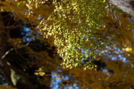 Sunlight Filtering Through Autumn Maple Leaves with Yellow Bokeh Copy Space Background