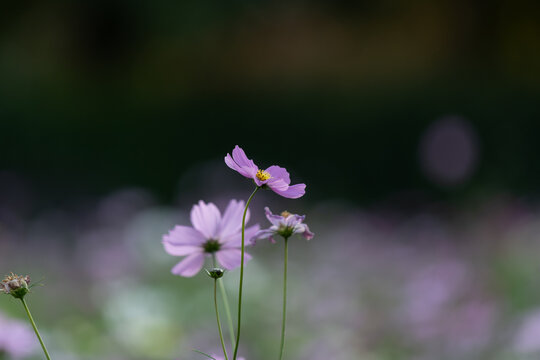Close Up Purple Cosmos Flower Blooming in Autumn Garden with Dark Blur Copy Space Background