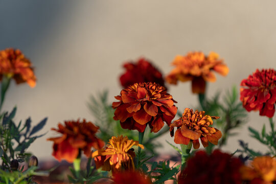 Close Up Orange and Red Marigold Flowers Blooming in Autumn Garden with Soft Copy Space Background