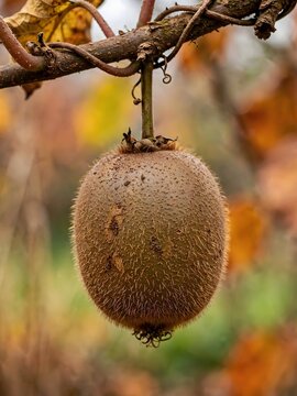 Close up of a fresh kiwi fruit growing on vine branch in orchard