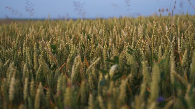 Golden green wheat field swaying gently in the breeze with a clear blue sky background and birds flying in the distance