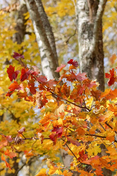 Autumn colors in the Finnish landscape. A maple tree is preparing for winter. The leaves have changed from green to shades of yellow and red.