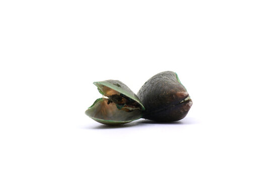 These bivalve mollusks are commonly harvested for food. . mussels on a white background