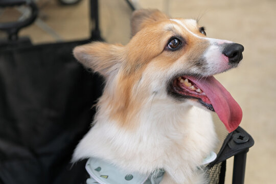 Happy Welsh corgi dog panting with tongue out in close up portrait outdoors