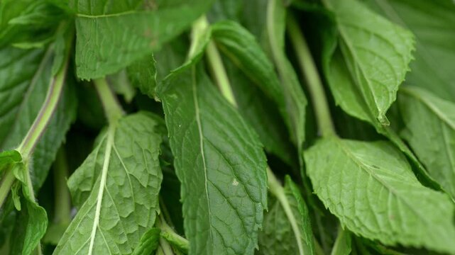 Rotating macro shot of fresh green mint leaves, showcasing vibrant texture, detailed veins, and organic nature concept.	