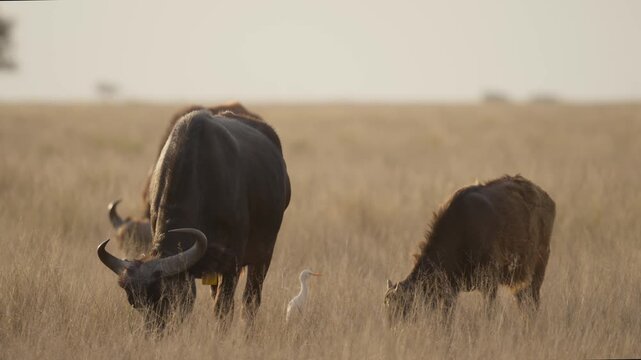 African buffalo (Syncerus caffer )in typical natural Kalahari-Nama Karoo transition habitat near Kimberley, Northern Cape, South Africa, showcasing iconic African wildlife in a wild landscape.