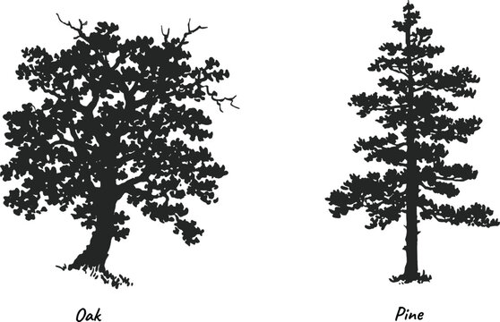 Oak and Pine Tree Silhouettes Vector Illustration Set Isolated on White Background