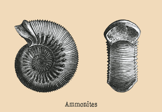 Ammonite Fossil Shell Vintage Engraving Scientific Illustration