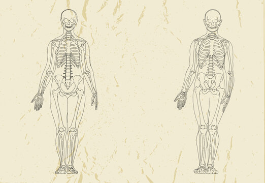 Human Skeleton Anatomy Vintage Line Art Illustration on Textured Background