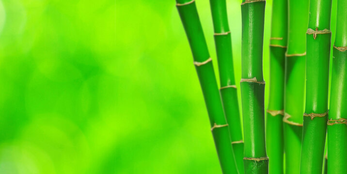 green bamboo isolated on a green background