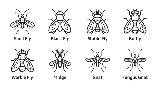 Diverse Fly Species: A collection of line art illustrations showcases various types of flies, including Sand Fly, Black Fly, Stable Fly, Botfly, Warble Fly, Midge, Gnat, and Fungus Gnat.