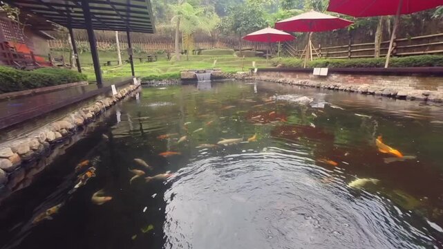 Static view of koi fish pond with red umbrellas and green garden scenery