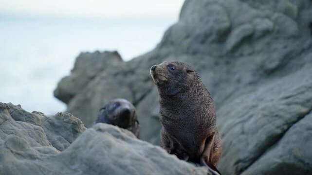 A sea lion pup on the coastal rocks, curiously looking around