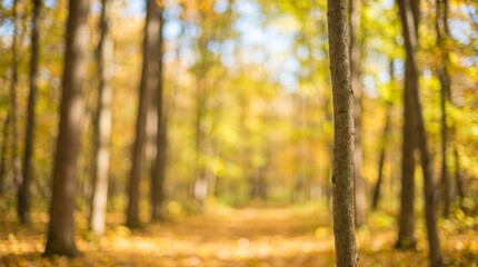 Fototapeta premium Blurred autumn forest scene with golden leaves and soft light filtering through the trees.
