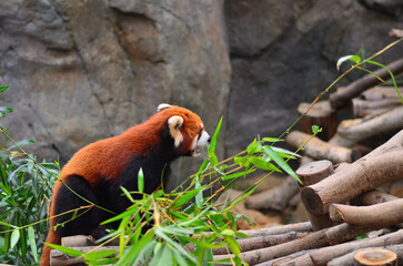 Fototapeta premium Red panda in the Hong Kong zoo