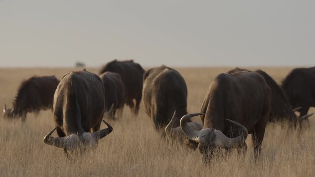 African buffalo (Syncerus caffer )in typical natural Kalahari-Nama Karoo transition habitat near Kimberley, Northern Cape, South Africa, showcasing iconic African wildlife in a wild landscape.
