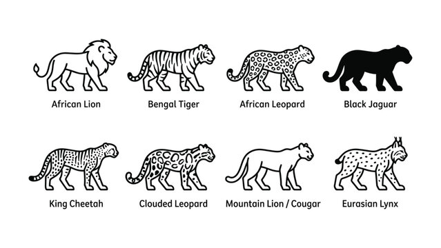 Big Cat Family Portrait: An illustrative collection showcasing eight distinct species of big cats, from the majestic African Lion to the elusive Eurasian Lynx.