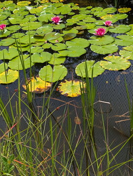 Vibrant Pink Water Lilies in Serene Pond