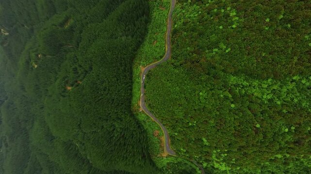 Aerial view of New Zealand, the forests and cliffside roads of Marlborough Sounds