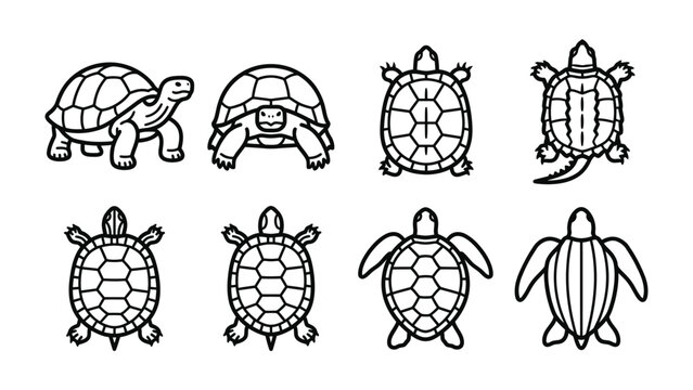 Turtle Collection: A set of eight black and white line art illustrations of various turtles, showcasing different shell patterns and poses, suitable for educational or decorative purposes.