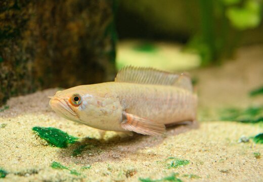 Dwarf snakehead (channa gachua)