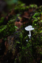 mushroom in the forest © Rafael