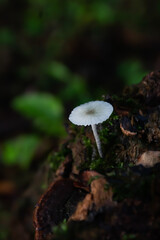 Tiny Mushroom © Rafael