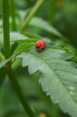Fototapeta premium ladybug on leaf