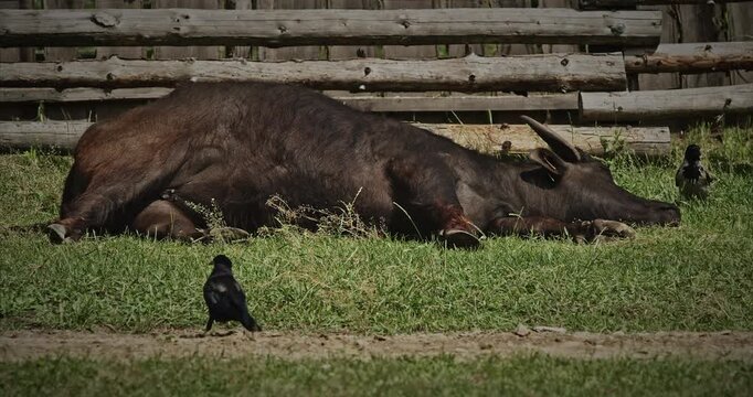 Resting black buffalo lying on grass in serene landscape