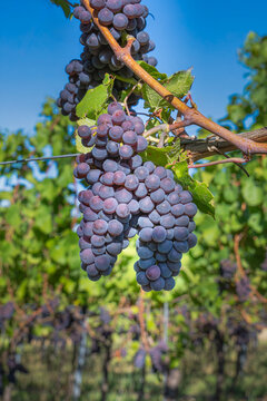 Cabernet Sauvignon Grapes Ripen in a German Vineyard