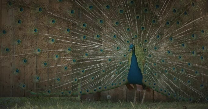 peacock fluffs up his tail and dances in front of the female. Indian Peacock Has Iridescent Blue And Green Plumage. Indian Peafowl Walk Outdoor. All Species Have Crest Atop Head. Pavo Cristatus, Blue