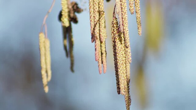 Alder Tree Catkins Flowers Swinging Swaying Wind Sunshine Spring Macro Germany Nature, 4K Botanical Footage Close-up Plant Flowering Season Pollination Alnus